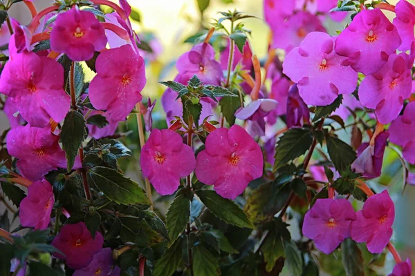 Rosa Pelargon Blommar Vackert Sommaren — Stockfoto