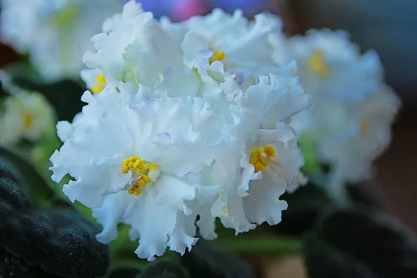 Vitt Violett Blommar Vackert Sommaren — Stockfoto