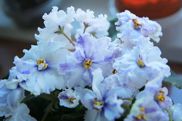Vitt Violett Blommar Vackert Sommaren — Stockfoto