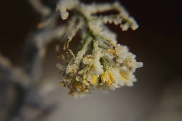 First Snow Froze Twigs Plants — Stock Photo, Image