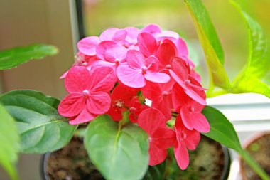 Pembe ortanca yazın çok güzel açar.