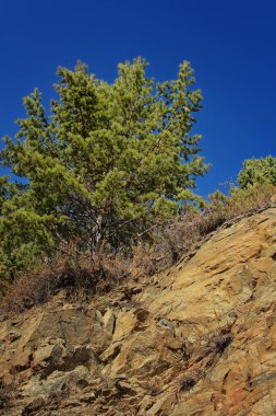 Uçurumun yamacında büyüyen yeşil bir çam ağacı