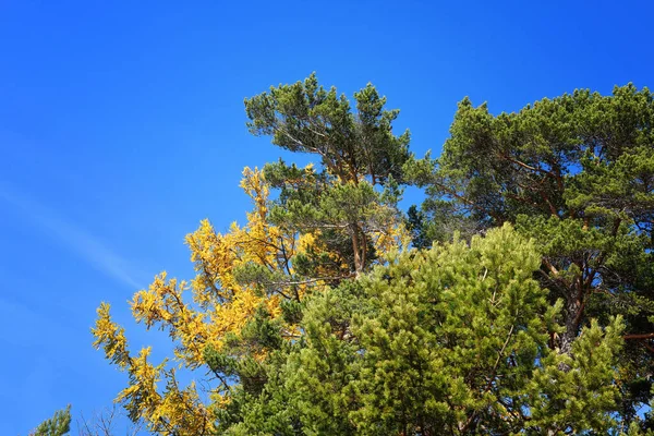 Žluté Zelené Jehličí Stromů Modré Obloze — Stock fotografie