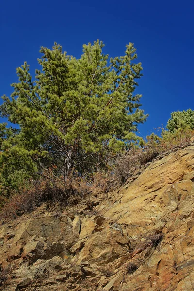 Green Pine Tree Grows Slope Cliff — Stock Photo, Image