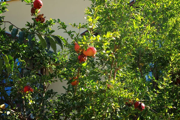 Pomegranates Ripen Tree — Stock Photo, Image