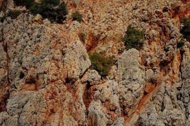 Dağda yeşil çalılar yetişiyor.