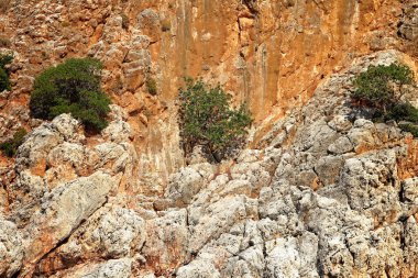 Dağda yeşil çalılar yetişiyor.
