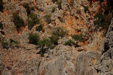 Dağda yeşil çalılar yetişiyor.