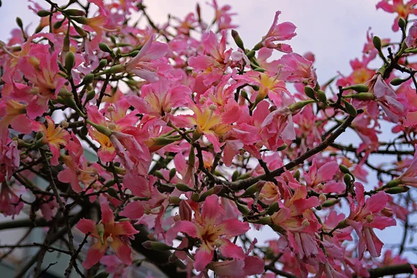 Tree Blooms Beautiful Pink Flowers — Foto Stock