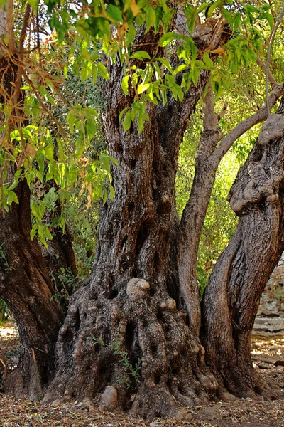 Drzewo Teksturowanym Pniem Zielonymi Liśćmi — Zdjęcie stockowe