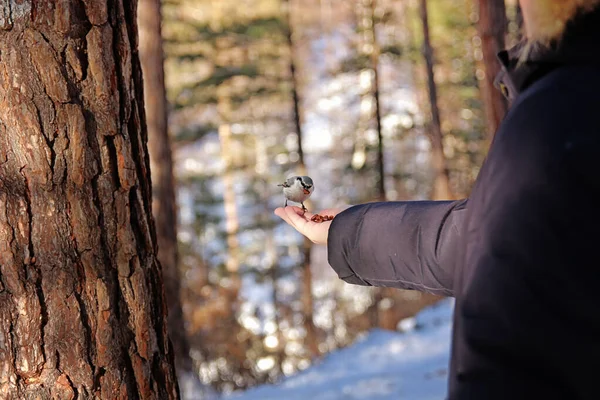 Nuthatch Bird Pecks Nuts Hand — Foto Stock