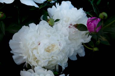 Kırmızı fenomen yazın güzel açar.