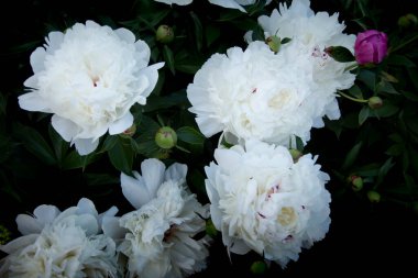 Kırmızı fenomen yazın güzel açar.