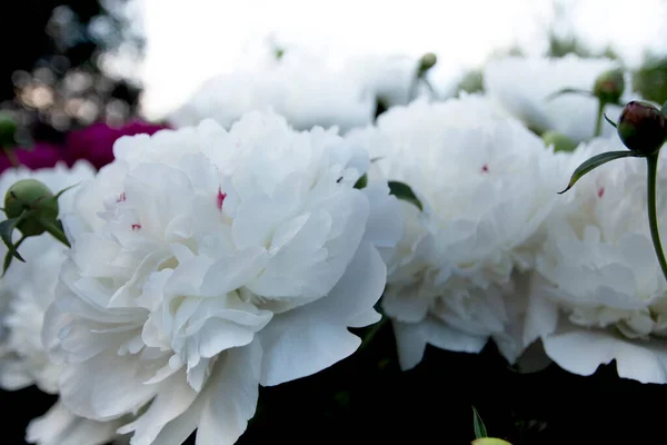 Phlox Rosso Fiorisce Splendidamente Estate — Foto Stock