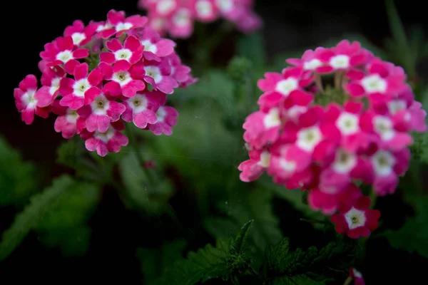 Den Gula Blomman Blommar Vackert Sommaren — Stockfoto
