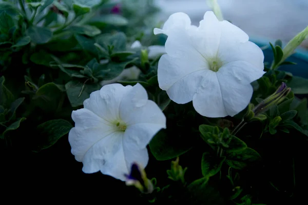 Pétunia Blanc Fleurit Magnifiquement Été — Photo