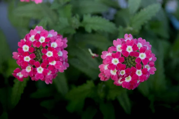 Den Gula Blomman Blommar Vackert Sommaren — Stockfoto