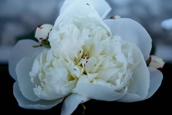 White Peony Blooms Beautifully Summer — Stock Photo, Image