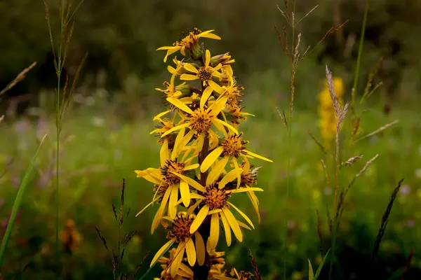 Bees Sitting Yellow Flower — Stock Photo, Image