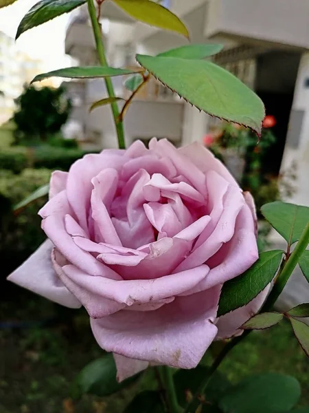 Rosa Rosa Floresce Lindamente Verão — Fotografia de Stock