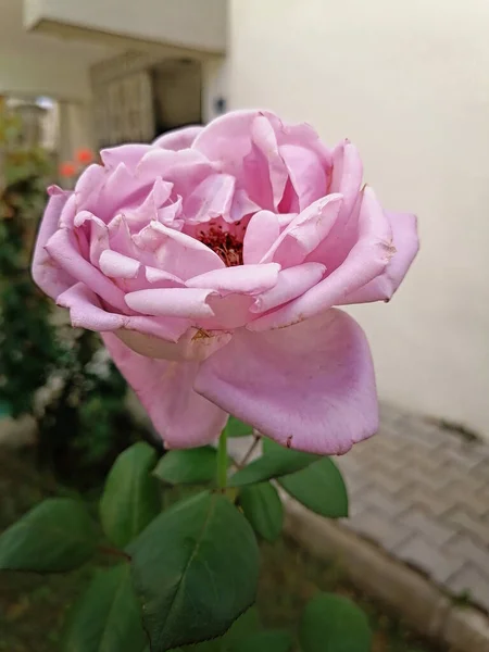 Rosa Rosa Florece Maravillosamente Verano —  Fotos de Stock