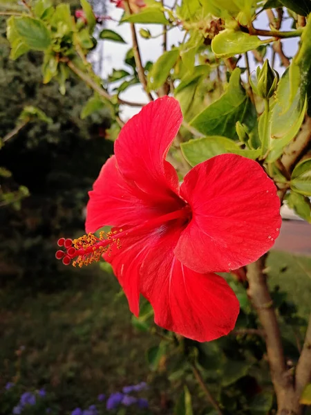 Una Gran Flor Roja Florece Maravillosamente —  Fotos de Stock