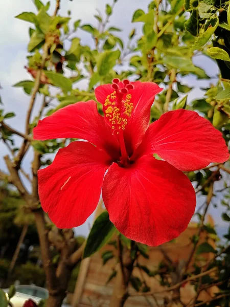 一朵大红花盛开 美丽极了 — 图库照片