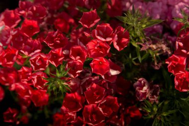 Kırmızı fenomen yazın güzel açar.