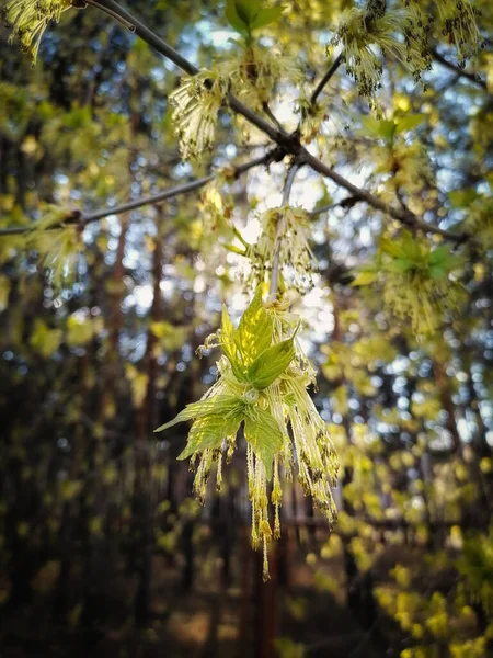 Zelené Listy Kvetou Jaře — Stock fotografie