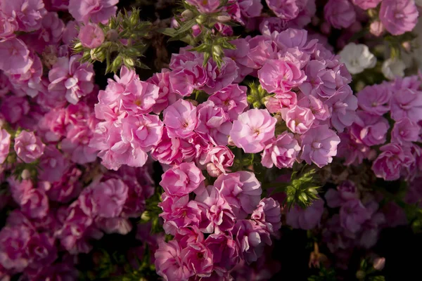Phlox Rose Fleurit Magnifiquement Été — Photo
