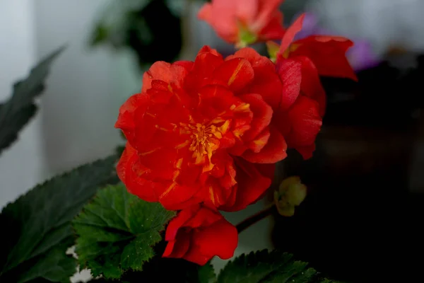 窓には赤いベゴニアが綺麗に咲いています — ストック写真