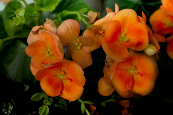 Bégonia Orange Fleurit Magnifiquement Sur Fenêtre — Photo