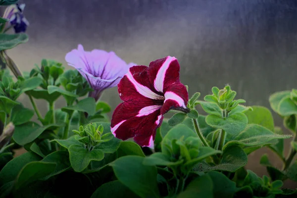 Pétunia Rose Fleurit Magnifiquement Dans Jardin — Photo