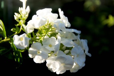 Beyaz fenomen yazın güzel açar.