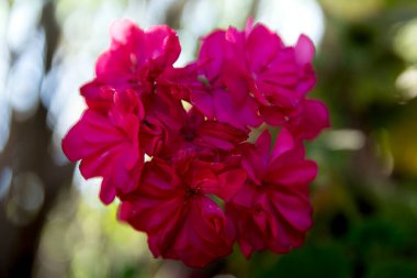 Kırmızı sardunya yazın güzel açar.