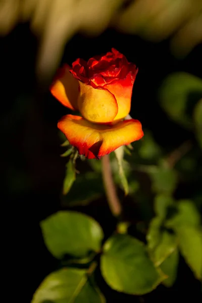 Yellow Rose Blooms Beautifully Summer — Stock Photo, Image