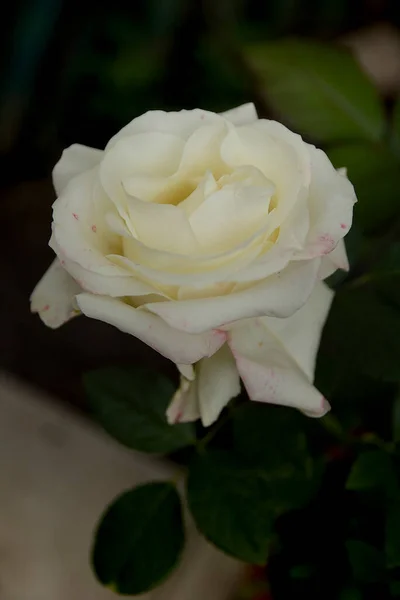 White Rose Blooms Beautifully Summer — Stock Photo, Image