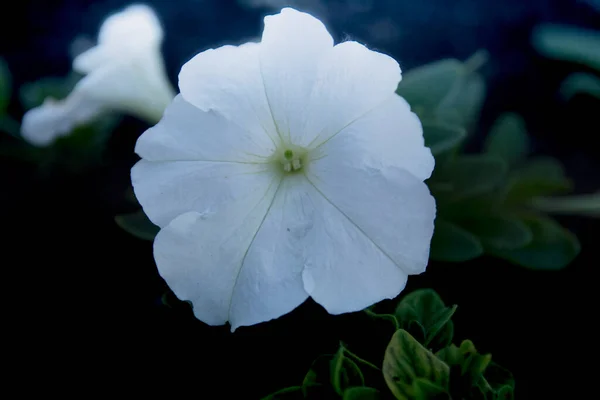 Weiße Petunien Blühen Sommer Wunderschön — Stockfoto