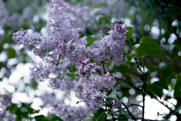 Lilac Lilla Blomstrer Smukt Sommeren - Stock-foto