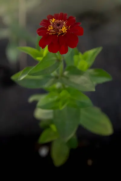 Cynia Roja Florece Maravillosamente Verano — Foto de Stock