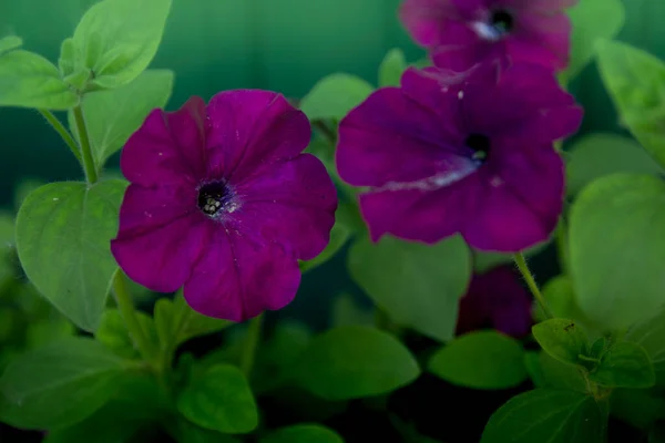 Pétunia Bourgogne Fleurit Magnifiquement Été — Photo