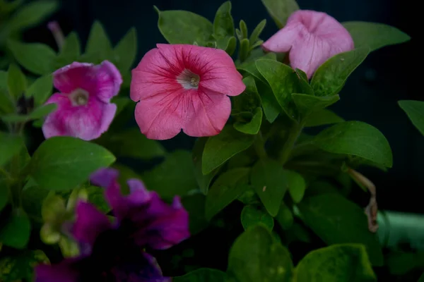 Pinkfarbene Petunien Blühen Sommer Wunderschön — Stockfoto