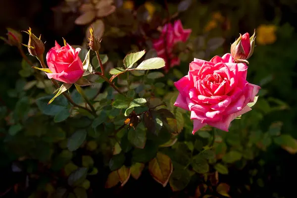 Rosa Roja Florece Maravillosamente Verano — Foto de Stock