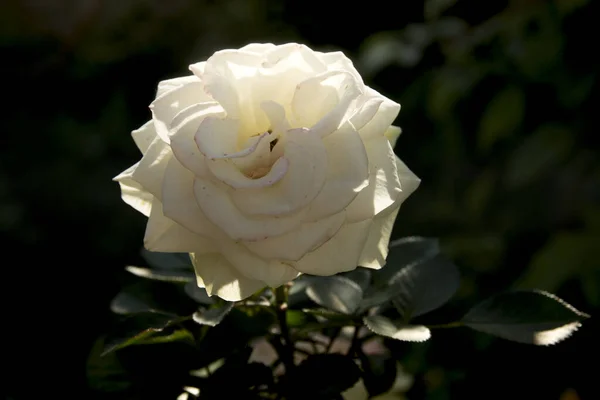 Rosa Blanca Florece Maravillosamente Verano Imágenes De Stock Sin Royalties Gratis