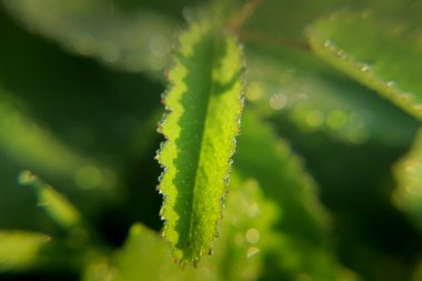 Çimenlerde çiy damlaları dondu.