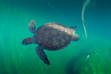 Büyük bir kaplumbağa su altında yüzer.