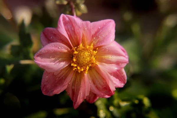 Dalia Rosa Está Salpicada Gotitas Rocío — Foto de Stock