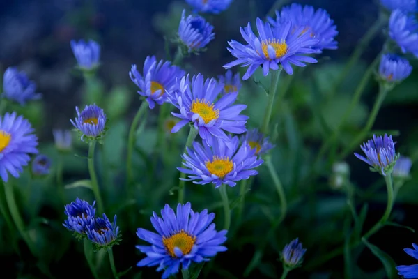 Las Margaritas Azules Florecen Bellamente Verano — Foto de Stock