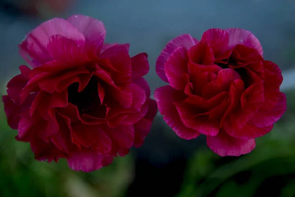 Boutons Rouges Fleurissent Magnifiquement Été — Photo
