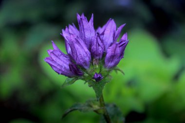 Mor çan çiçekleri yazın güzel açar.